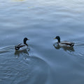2 ducks on at portishead Lake