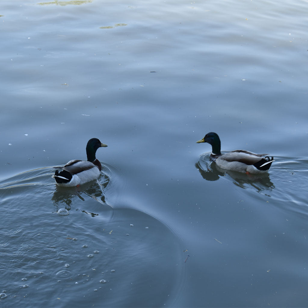 2 ducks on at portishead Lake